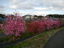満開