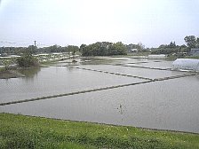 田植え