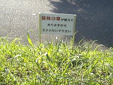 曼珠沙華