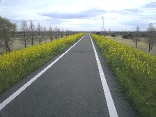 菜の花