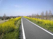 菜の花