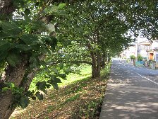 市街地近く