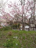 千川の桜