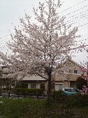 千川の桜