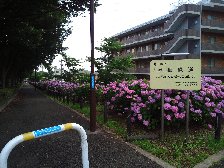 緑道入口
