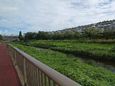 左岸から