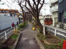 緑の散歩道