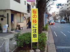 桜の枝に注意