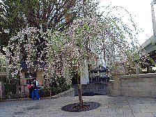 日本橋近くの桜