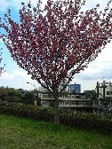 遅い桜