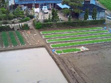 田植え待ち