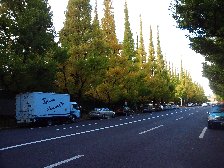 神宮外苑銀杏並木