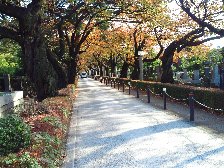 青山霊園