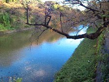 千鳥ヶ淵