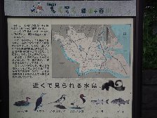てくてく緑道呑川