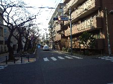 馬込桜並木通り