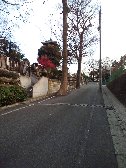 路上の巨木