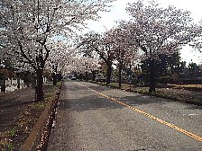 多磨霊園