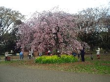 小金井公園