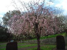 小金井公園