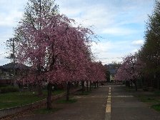 小金井公園