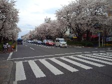大学通り