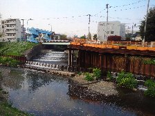 仙川が野川に合流