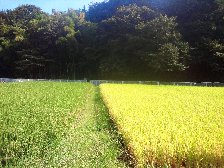稲穂