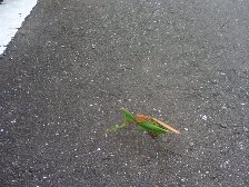 カマキリ夫婦？