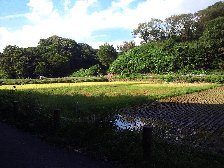 里山風景