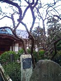 王禅寺のカキの原木