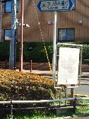 ユリの木通り
