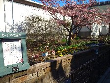 河津桜