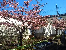 河津桜