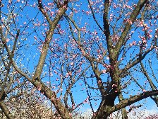 羽根木公園