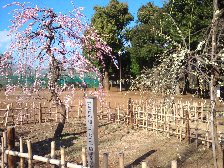 せたがや梅まつり三十周年記念植樹