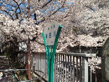 神田上水公園