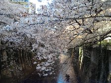 桜のトンネル