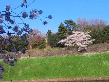 皇居の桜
