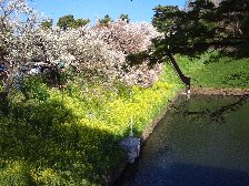 菜の花も