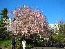 しだれ桜