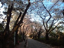 青山墓地