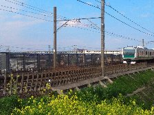 菜の花と川越線