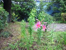 百合