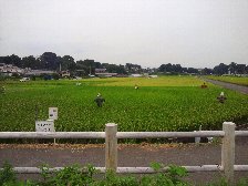 今年もかかし