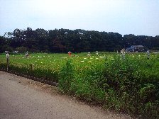 ここにもかかし
