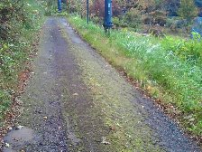 道路に苔