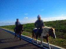 乗馬