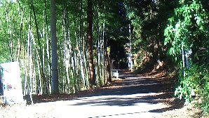 付近は竹林