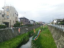 残堀川に鯉のぼり